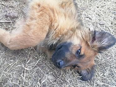 coban iti sekilleri: Alman çoban iti, 3 ay, Dişi — 1