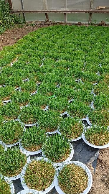 Buket güllər: Semeni — 3