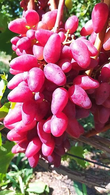 zeytun tingləri: Üzüm tingləri satılır 070 2223552 zəng və vatsap Bakı Sumqayıt — 4