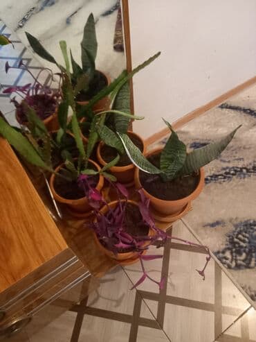 atatürk gülü qiymeti: İç məkan üçün canlı dekorativ güllər və sukulentlər - Amaryllis — 8