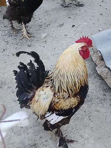 heyreti xoruzu: Məhsul: Ayaqları tüklü xoruzlar (fotoşəkillərdə görünən müxtəlif — 3