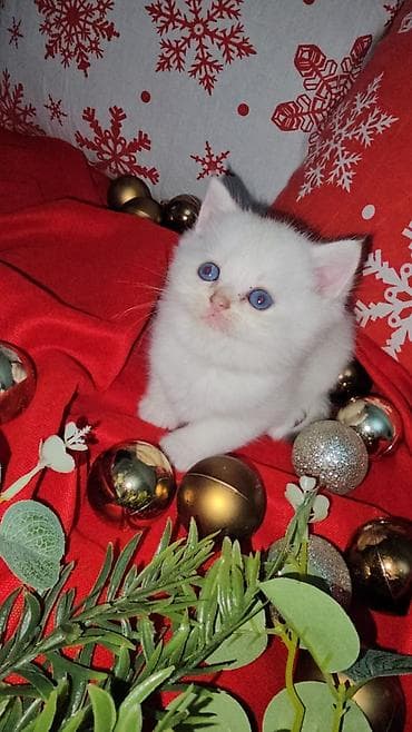 Britan, Pulsuz çatdırılma