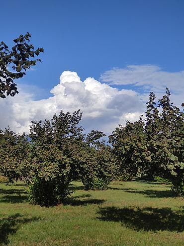 suraxani torpaq: 133 sot, Kənd təsərrüfatı, Mülkiyyətçi, Kupça (Çıxarış) — 7
