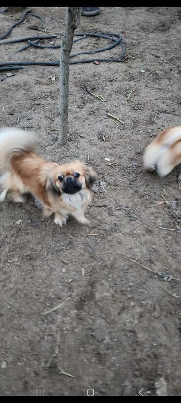 sabuncu it bazari harda yerlesir: Pekines, 1 il, Dişi, Peyvəndli, Ünvandan götürmə — 2