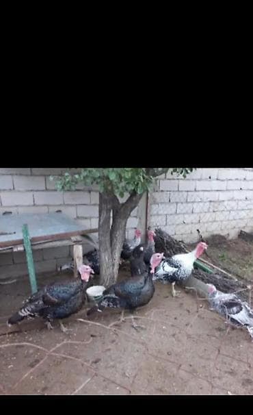 Tam saglam hinduskalar satilir isteyen diri isteyen kesilmiw ala biler