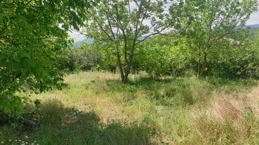 24 sot, Kənd təsərrüfatı, Mülkiyyətçi