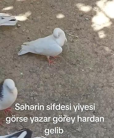 goyercin satisi: Tutulma mayadı meydini tutmuwam təcili pul lazimdi deyen satılır — 3