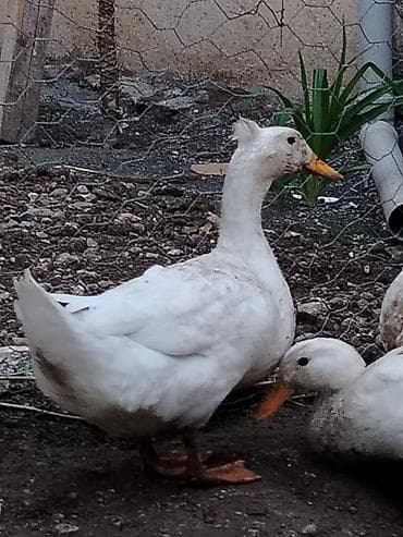 erkey dana: Erkək, Yumurtalıq, Ünvandan götürmə — 1