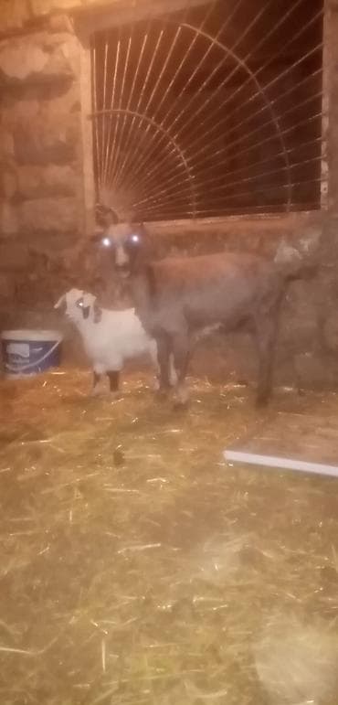 keci bazarı: Salam saglam arpa yonca yeyen ana bala rela alıcılar zeng vursun — 3