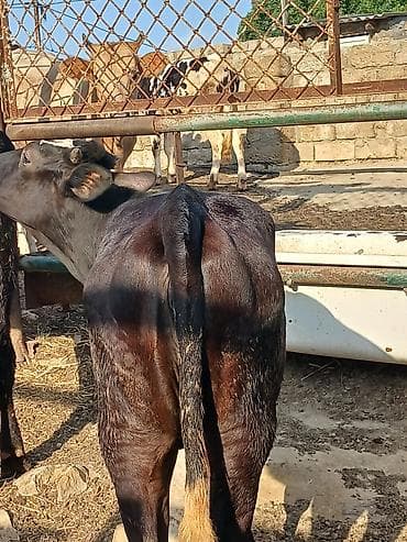 it sekilleri: Qaramal buzovları – 2 baş - Növ: Qara rəngli yerli/xaçlama mal-qara — 3