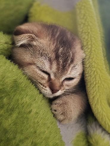 Britan yastı qulaq, Erkək — 9