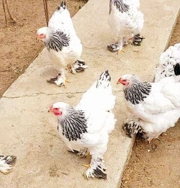 sumqayit toyuq: Toyuq, Brama, Damazlıq, Ödənişli çatdırılma — 5