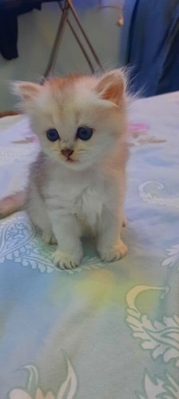 şotlan pişik: Şotland yastı qulaq, Erkək, Dişi, Yaxşı əllərə, Ünvandan götürmə, Pulsuz çatdırılma, Ödənişli çatdırılma — 62