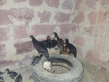 С/х животные и товары: Gördüyünüz təmiz qan cins xoruzdan olan cücəlır xoruz meydan görmüş — 3