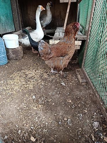 Quşlar: Toyuq, Brama, Damazlıq — 5