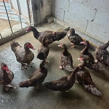 dəniz donuzu: Dişi, | Lal ördək, Damazlıq — 3