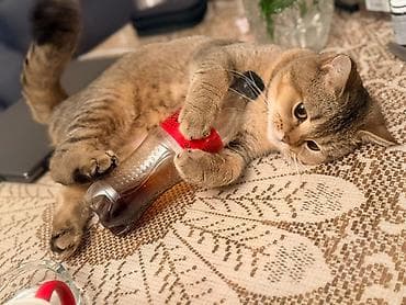 Şinşilla, Erkək, Yaxşı əllərə, Ünvandan götürmə