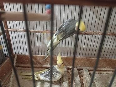 Biri 30 manat - Növ: Nymphicus hollandicus (kokatiel) - Rəng: sarı — 3