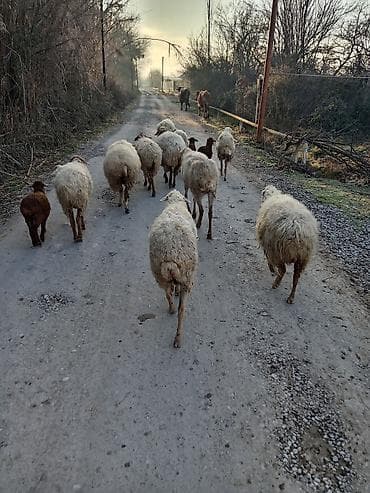 en yaxsi bugda sortu: Salam qoyunlar satilir tek isdeyen olsa deyer bele komda satilir 3500m — 4
