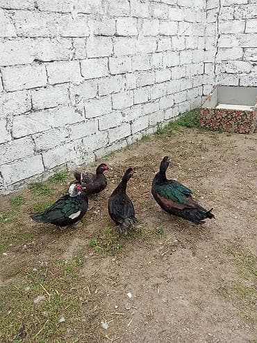 hinduska yumurta: 1erkey 3fere fereler 20manat erkey 35 Real alcilar. yazin - Növ — 1