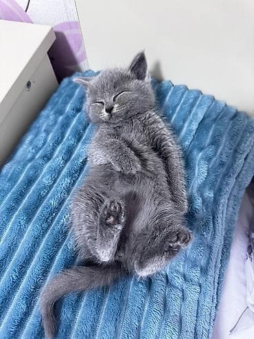 afcarka bala: Rus mavi, Dişi, Yaxşı əllərə, Ünvandan götürmə, Ödənişli çatdırılma — 10