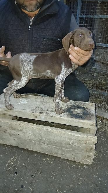 heyvan paltarları: Alman qısatüklü ov iti (German Shorthaired Pointer) balası 5 aylig — 2