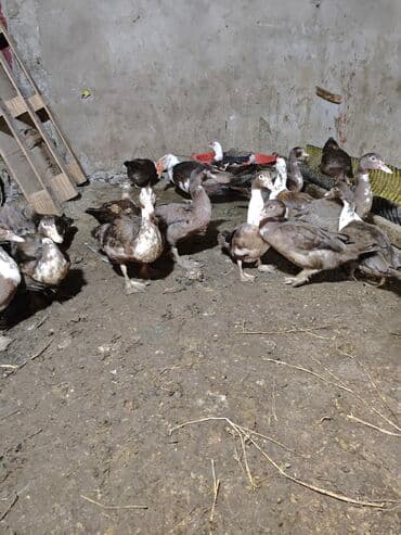 kayuqa ördək: Məhsul: ağ-qara və qəhvəyi-ağ rəng çalarlarında muskovi ördəklər — 3