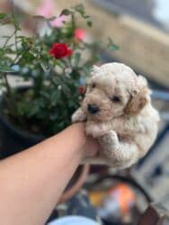 1 ay, Erkek lalafo.az -da 1 ay, Erkek