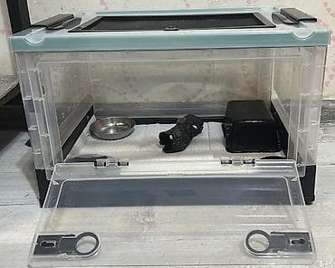 Heyvanlar: Nadir rəng çalarlarına malik dişi gecko balası ( leopard gecko ) — 3