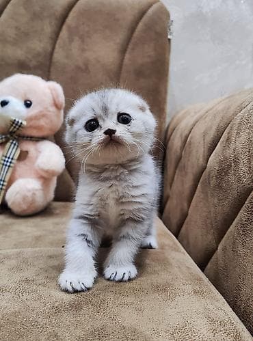 Şotland yastı qulaq, Dişi, Erkək, Yaxşı əllərə, Ünvandan götürmə, Ödənişli çatdırılma, Rayonlara çatdırılma