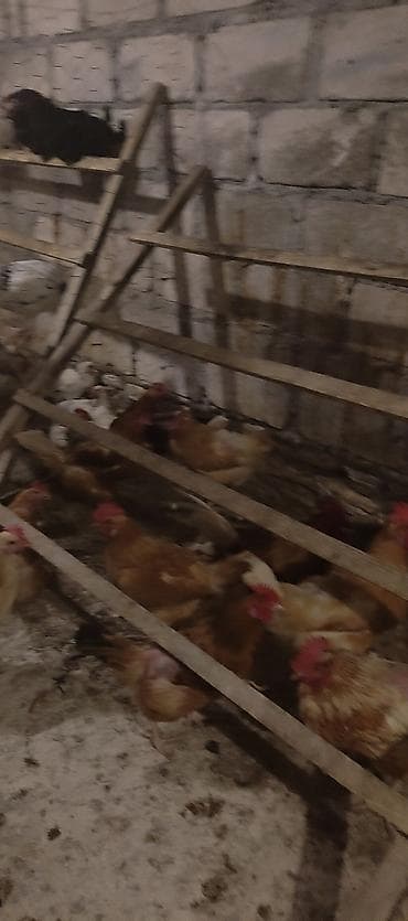 afcarka alman: Orjinal ətlik və ildə 300+ yumurta verən lohmanbrovn alman toyuq cinsi — 5