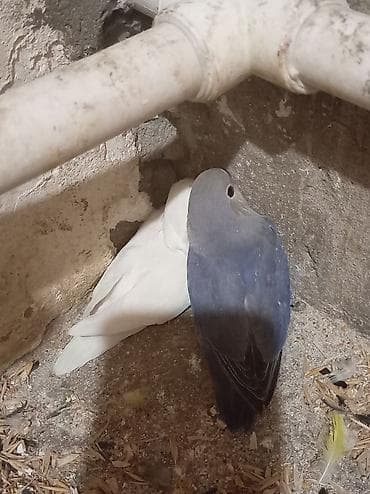 Nərgiz papağanları (lovebird) – cüt - Rənglər: biri qar dumanı-ağ — 4