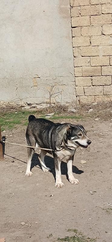 qız it adları: Qurdbasar, 2 il, Dişi — 3