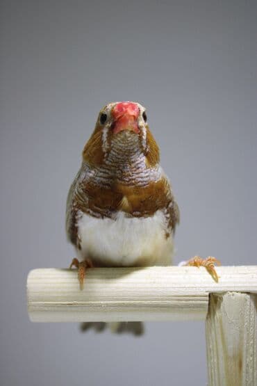 hazır hicablar: Amadin quslari saglam ve hazir quslardir. cüt veya tek satilir. qiymet — 7