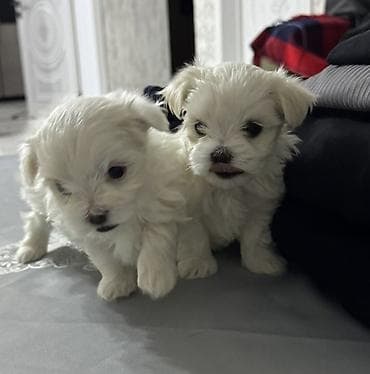 Digər heyvanlar: Malta bolonka — 3