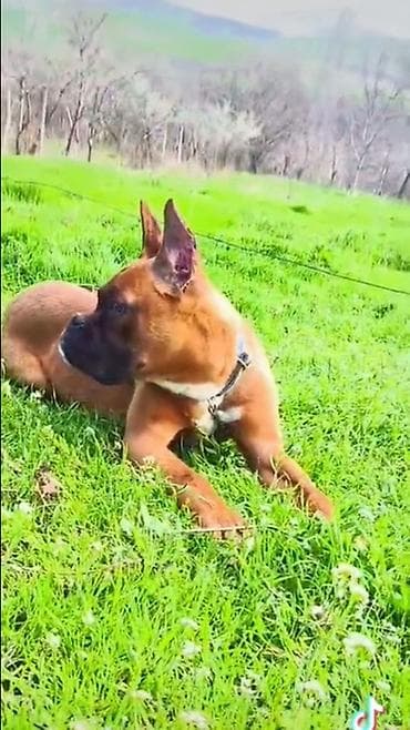 it qovan cihaz: Bokser — 3