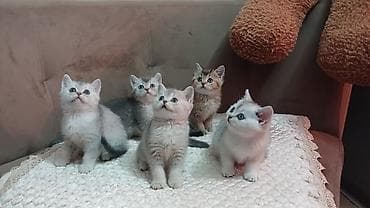 sort pisikler: Britan — 2