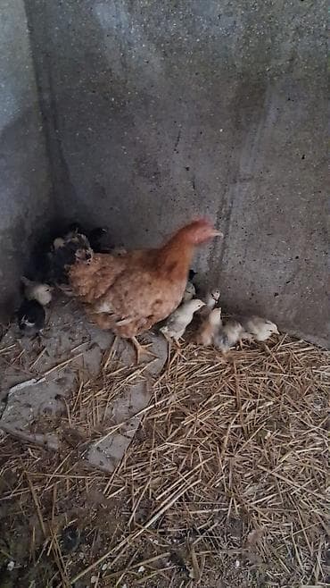 quş adları: 16 cuce 1 ansi hamisin toyug cixarib 10 gunukdu cucler 80 manay cemi — 2