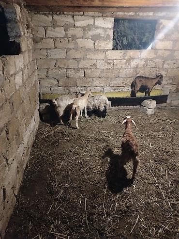sort keci: Salam. Cepiwder satilir 5 ededi qiymat birina ayitdi — 2