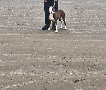 satdıq at: Pitbul, 10 ay, Dişi, Peyvəndli — 1