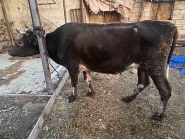 Inəklər, öküzlər: Bakı malıdı tovle malıdı keskılıkdı — 2