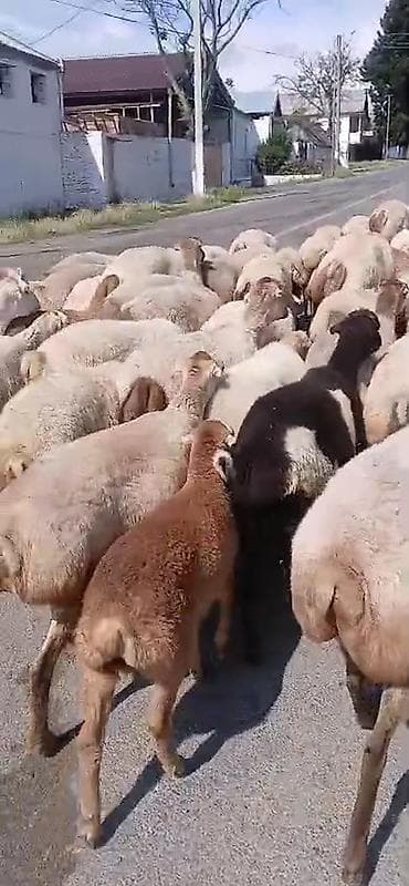 Dişi, il: 1, Damazlıq, Pulsuz çatdırılma