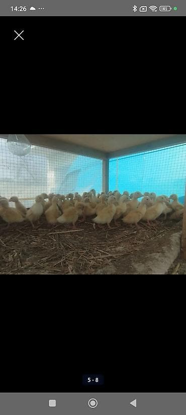 Hinduşkalar: Dişi, | Kuban, Ətlik, Ünvandan götürmə, Pulsuz çatdırılma, Ödənişli çatdırılma — 3