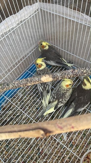 papağ şekili: Nimfa (cockatiel) tutuquşuları – müxtəlif rəng mutasiyaları - Növ — 4