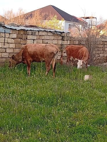 alabay dişi: Salam aleykum qirmizi martin 16 si ci balaya suni mayalanma olunub — 4