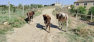 mal bazari: Satışda: 3 baş dana Damazlıq Ünvan:Qobustan rayon Yekəxana kənd — 1