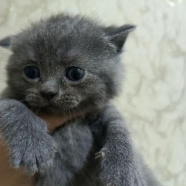 pişik alıram: Britan yastı qulaq — 2