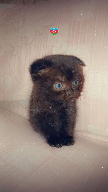 pişik bala: Şotland yastı qulaq — 1