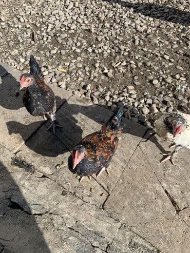 cuce ve xoruz: Toyuq, Yumurtalıq — 3