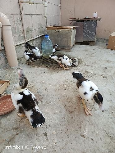 hamster satis: Gördüyünuz 52-53 günlük lal ördəklərdir 5 ədədi satılır ünvan binə — 5